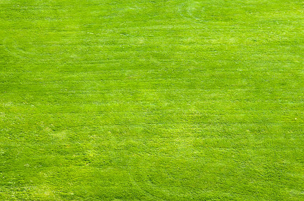 istock Lawn area for playing, sunbathing and relaxation 182764944