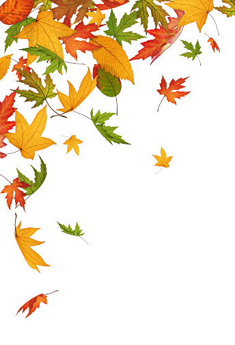 Colorful falling autumn leaves on white background. 