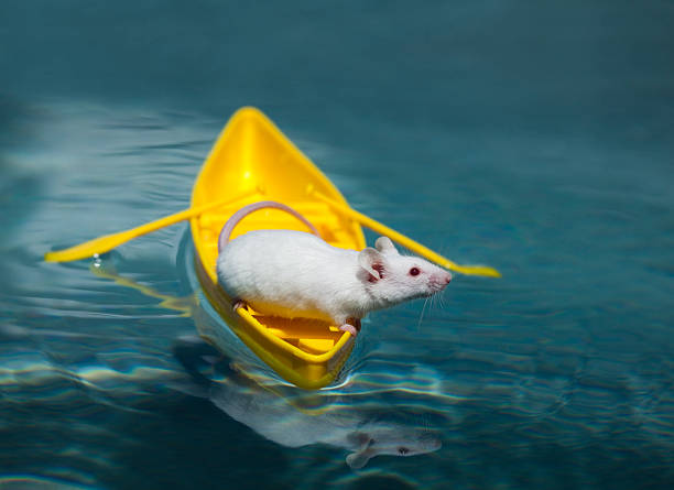 istock Brave White Mouse Explorer in Yellow Canoe Surveys Perilous Waters 182765023