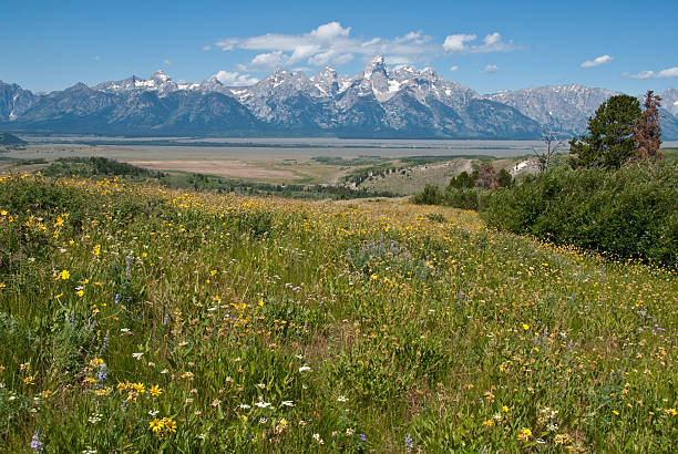 Meadow of Wildflowers and the Teton Range Across the valley from the Tetons is the Gros Ventre range. In Wyoming they say people come to visit the Tetons and end up falling in love with the Gros Ventres. What these mountains lack in height and rugged grandeur they more than make up for with their gentle beauty and sweeping vistas. Their brightly colored alpine meadows are a joy of sights and smells. This meadow of wildflowers was photographed on the Coyote Rock Trail in Bridger Teton National Forest near Kelly, Wyoming, USA. jeff goulden grand teton national park stock pictures, royalty-free photos & images