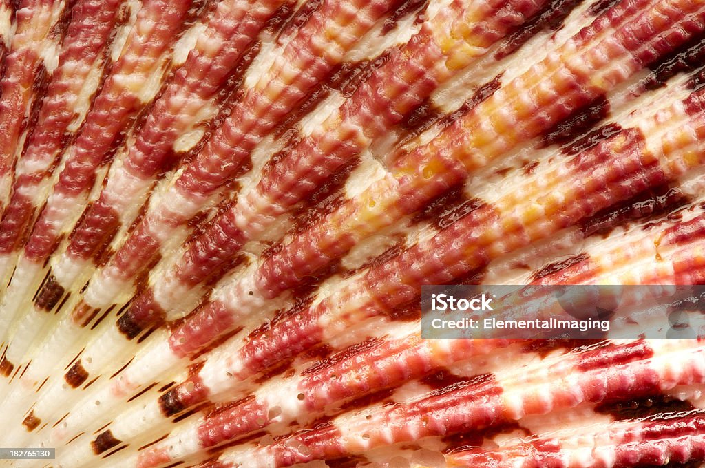 Mar de fondo o textura patrón de carcasa - Foto de stock de Abstracto libre de derechos