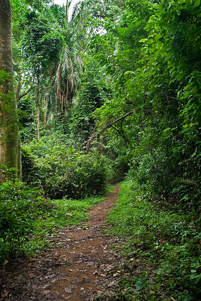 istock footpath (track) into the green African jungle 182765163