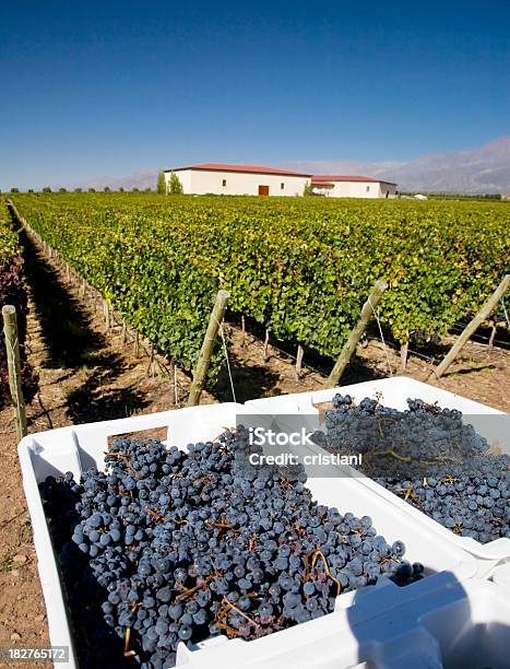 Malbec Grapes Stock Photo - Download Image Now - Agricultural Field, Agriculture, Alcohol - Drink