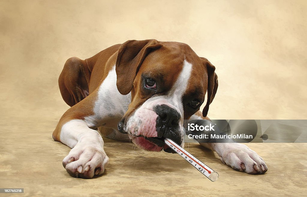 Malessere cucciolo - Foto stock royalty-free di Cane