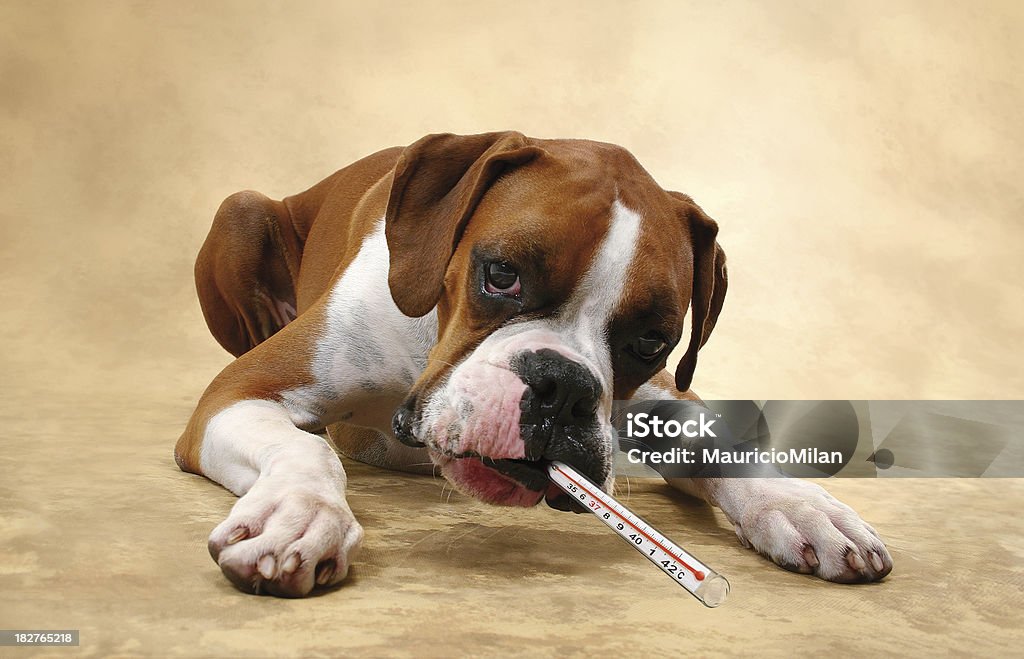 Sick puppy - Royalty-free Cão Foto de stock