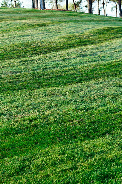 Freshly mowed grass up a hill stock photo