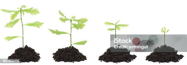 Four Oak Trees Against White Background Stock Photo - Download Image Now - Beginnings, Concepts, Concepts & Topics