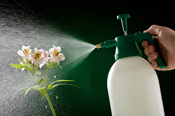 istock Man Spraying With a Garden Bottle 182765426