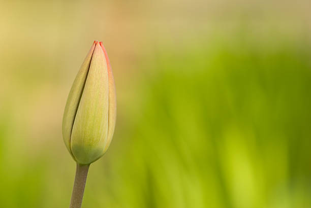 tulipano bud - bud flower tulip flowers foto e immagini stock