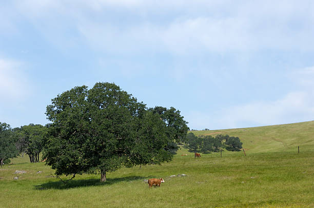 istock Cows Grazing Near Oak Trees 182765641