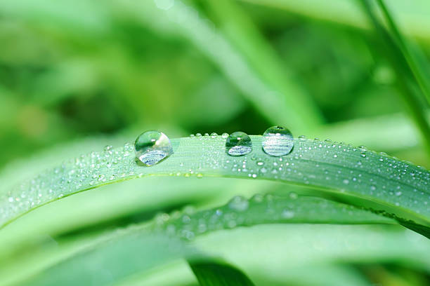 istock Drop of water on grass blade 182765672