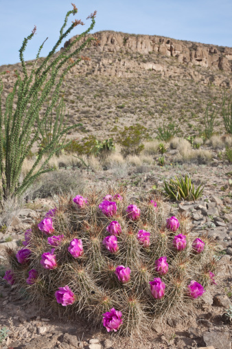 Cactus con muchas flores en Texas parque nacional Big Bend photo