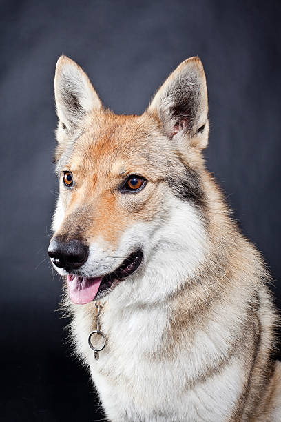 Dog portrait. Czechoslovakian Wolfdog.