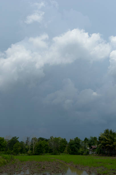 istock Rice field weather patterns and growing cycle through seasons Asia 1827659892