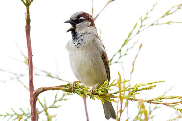 House Sparrow (Passer domesticus)  passer domesticus stock pictures, royalty-free photos & images