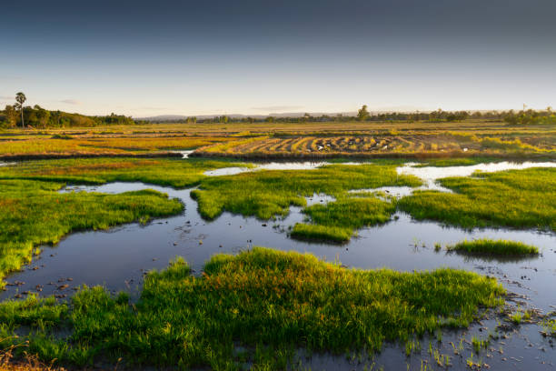 istock Rice field weather patterns and growing cycle through seasons Asia 1827661943