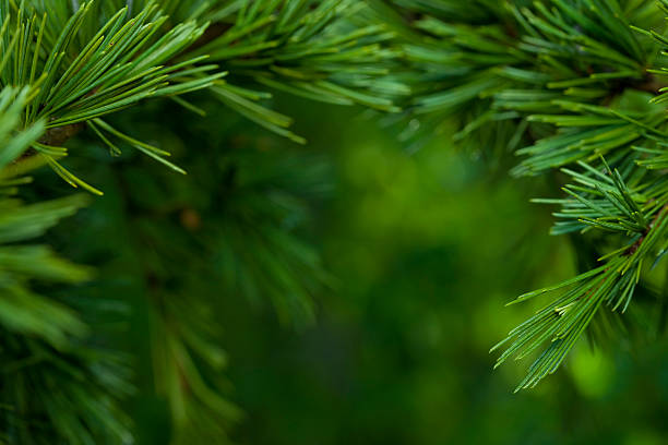 primer plano de abeto - árbol de hoja perenne fotografías e imágenes de stock