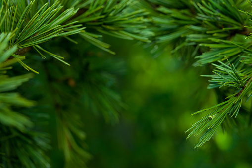 Macro close-up of bright green Fir tree branches
