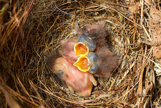 Fieldfare (Turdus pilaris) chicks in the nest.