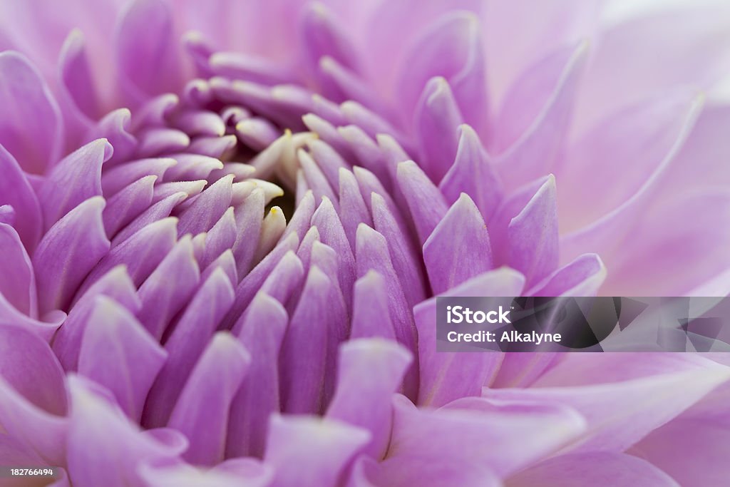 Purple dahlia flower closeup Macro of dahlia flower.You may also like images in this lightbox: Beauty Stock Photo