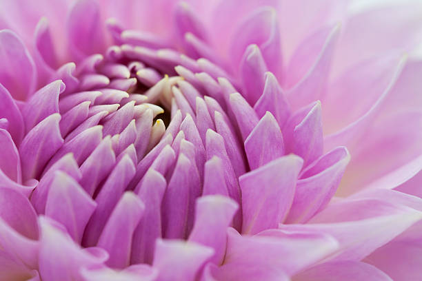 Purple dahlia flower closeup stock photo
