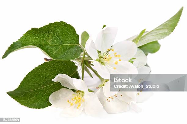 Flores De Maçã - Fotografias de stock e mais imagens de Beleza natural - Beleza natural, Branco, Cor verde