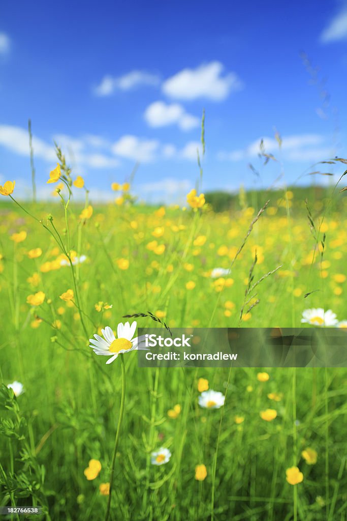 Stokrotka Kwiat i Nieostry meadow - Zbiór zdjęć royalty-free (Stokrotka)