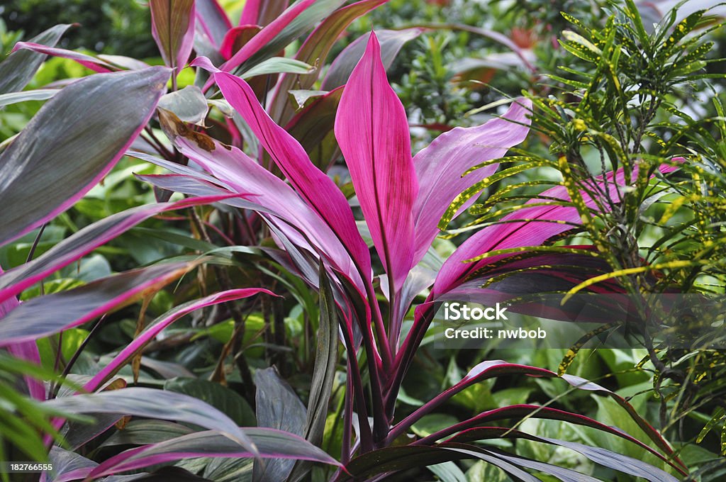 Giardino tropicale di colori vivaci In Ti divisioni o Cordylines - Foto stock royalty-free di Cordiline