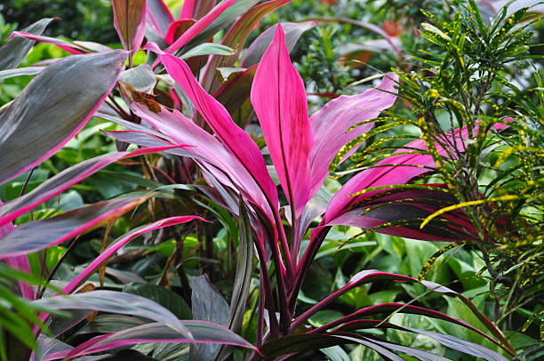 Vivid Tropical Garden Colors In Ti Plants or Cordylines A garden featuring Ti plants or Cordylines sometimes crowned as King of Tropical Foliage. ti plant stock pictures, royalty-free photos & images