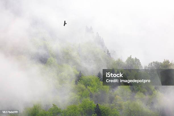 野生の森林 - 鳥のストックフォトや画像を多数ご用意 - 鳥, 山, 樹木