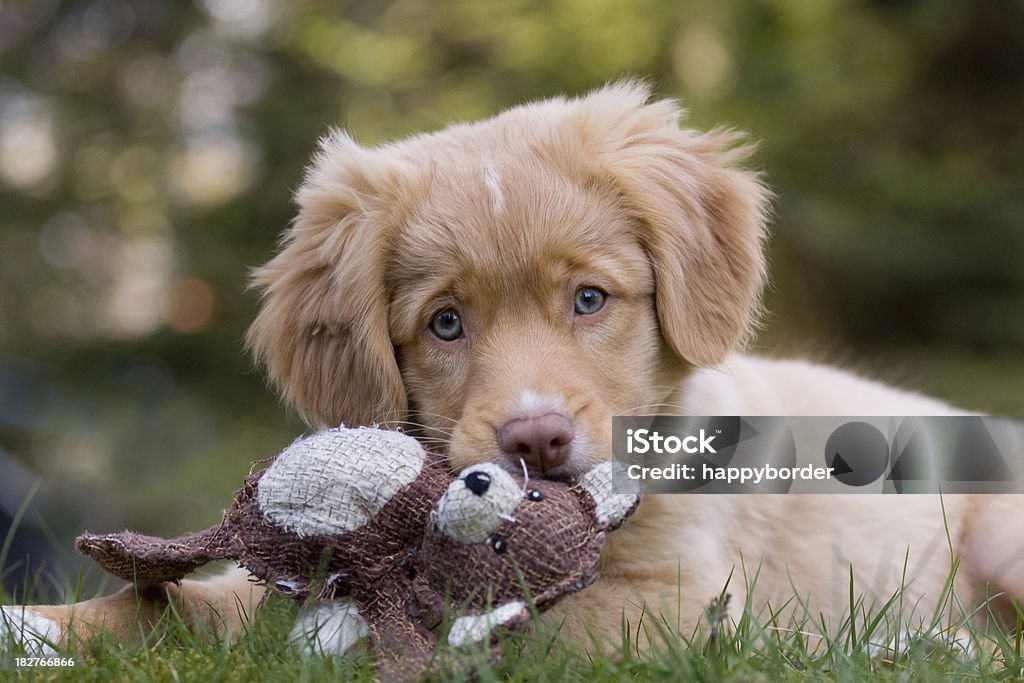 Dreaming puppy Nova Scotia Ducktolling Retriever seems to dream and holding it`s toy. Toy Stock Photo