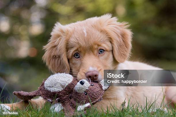 Dreaming Puppy Stock Photo - Download Image Now - Toy, Dog, Nova Scotia Duck Tolling Retriever