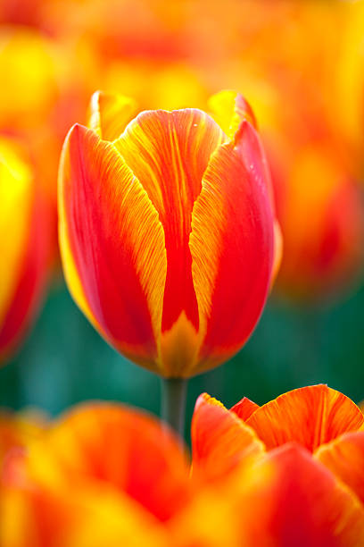 Orange color Tulips Bloom in Spring in garden