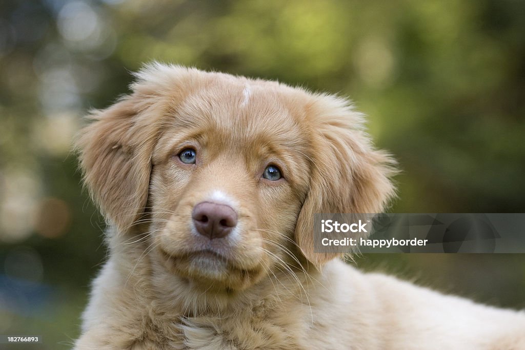 Little blue eyed puppy Portrait of a Nova Scotia Duck Tolling Retriever puppy. Nova Scotia Duck Tolling Retriever Stock Photo