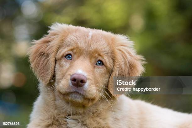 Little Blue Eyed Puppy Stock Photo - Download Image Now - Nova Scotia Duck Tolling Retriever, Animal, Blue Eyes