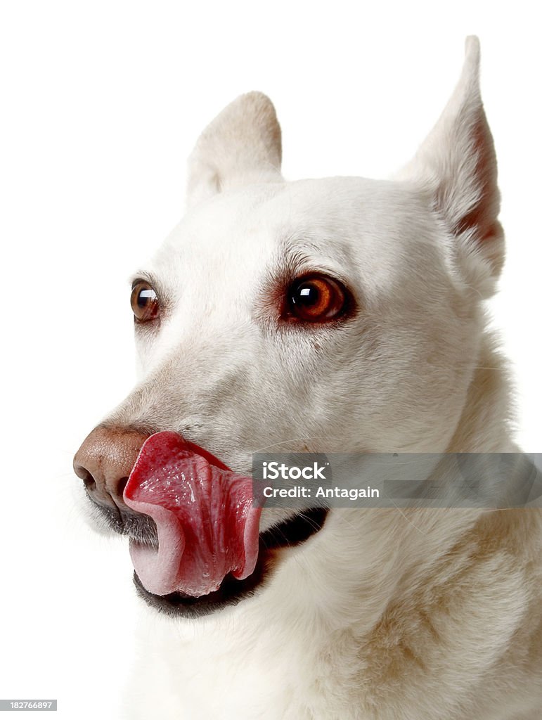 ホワイトの犬 - なめるのロイヤリティフリーストックフォト