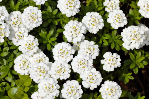 Flowers white