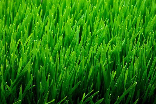 Fresh wheat grass stock photo