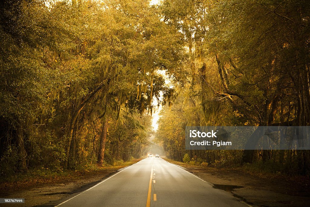 Plantation-Wald-Autobahn - Lizenzfrei Lebensweg Stock-Foto