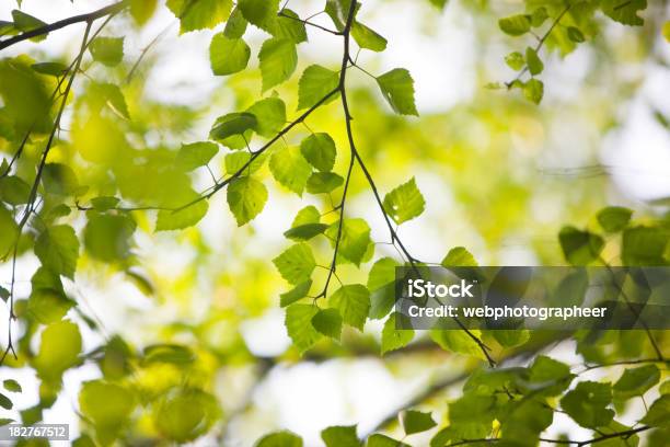 Den Frühling Stockfoto und mehr Bilder von Abwesenheit - Abwesenheit, Ast - Pflanzenbestandteil, Baum