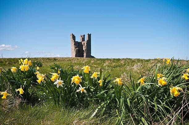 istock Springtime daffodils at Dunstanburgh Castle, Northumberland, UK 182767516