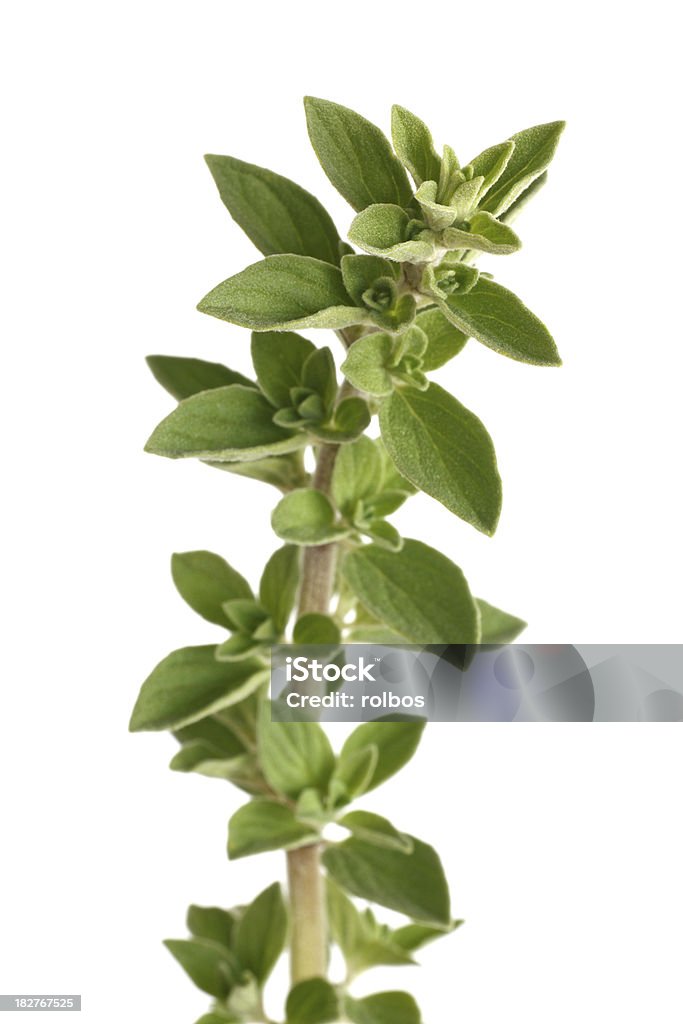 oregano ou de marjolaine isolé sur blanc - Photo de Aliment libre de droits