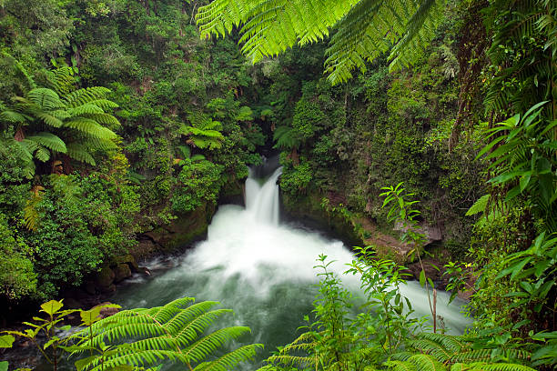 Waterfall and ferns stock photo