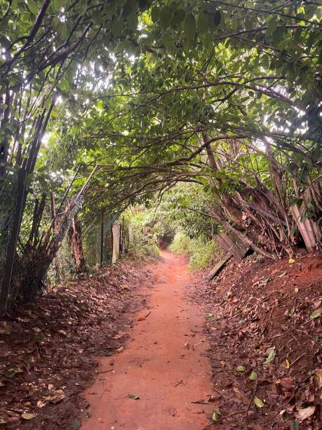 istock Forest trail scene. Woodland path 1827675959