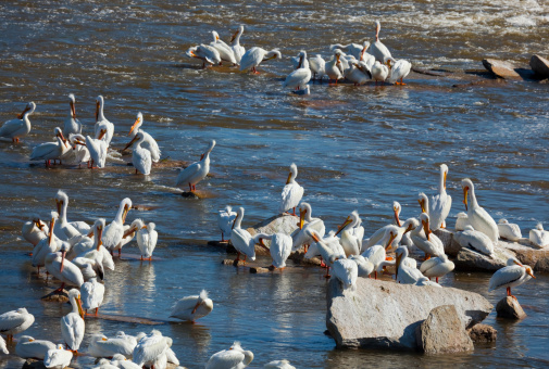 Flock of American White Pelicans On Rocks Sunning Themselves