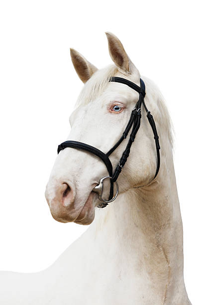 istock Portrait of a (real) white horse 182767687