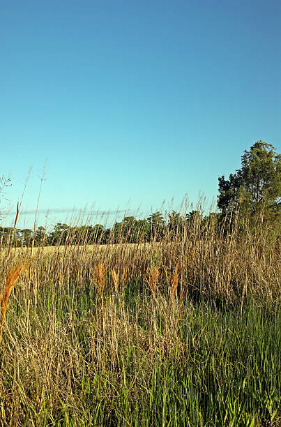 istock Marsh Grasses Along Georgia Coast 182767703