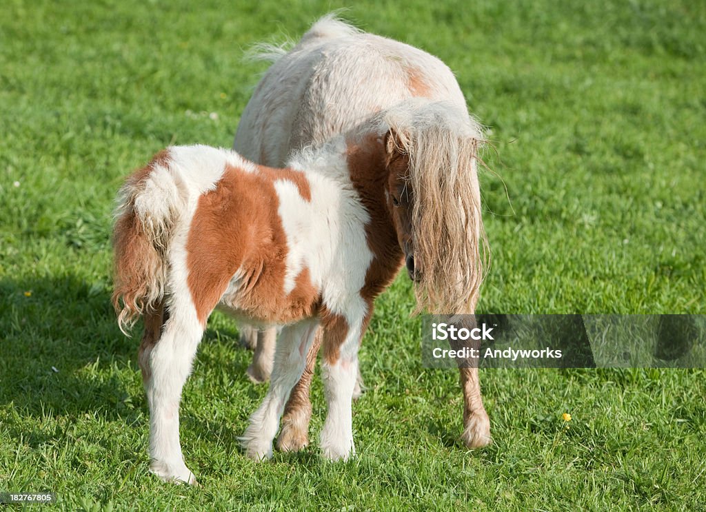 Verstecken Falabella Fohlen - Lizenzfrei Blume Stock-Foto