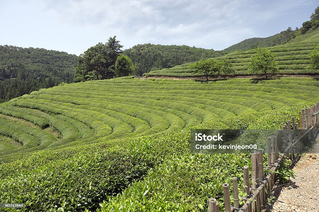 Piantagione di tè - Foto stock royalty-free di Agricoltura