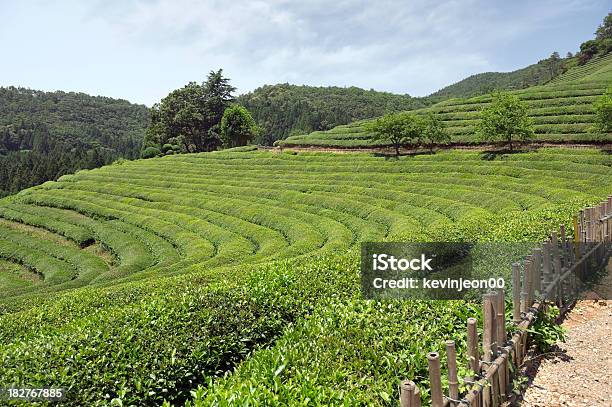 Piantagione Di Tè - Fotografie stock e altre immagini di Agricoltura - Agricoltura, Alimentazione sana, Ambientazione esterna